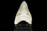 Serrated, Fossil Megalodon Tooth - Aurora, North Carolina #178099-2